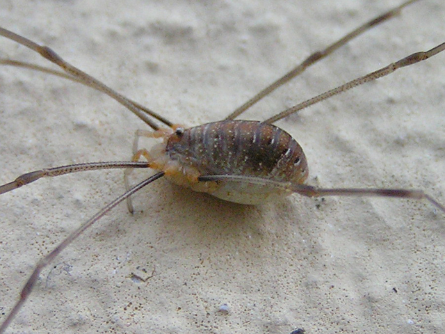 Opiliones d''Italia: elenco, fotografare, specie simile, ecc.